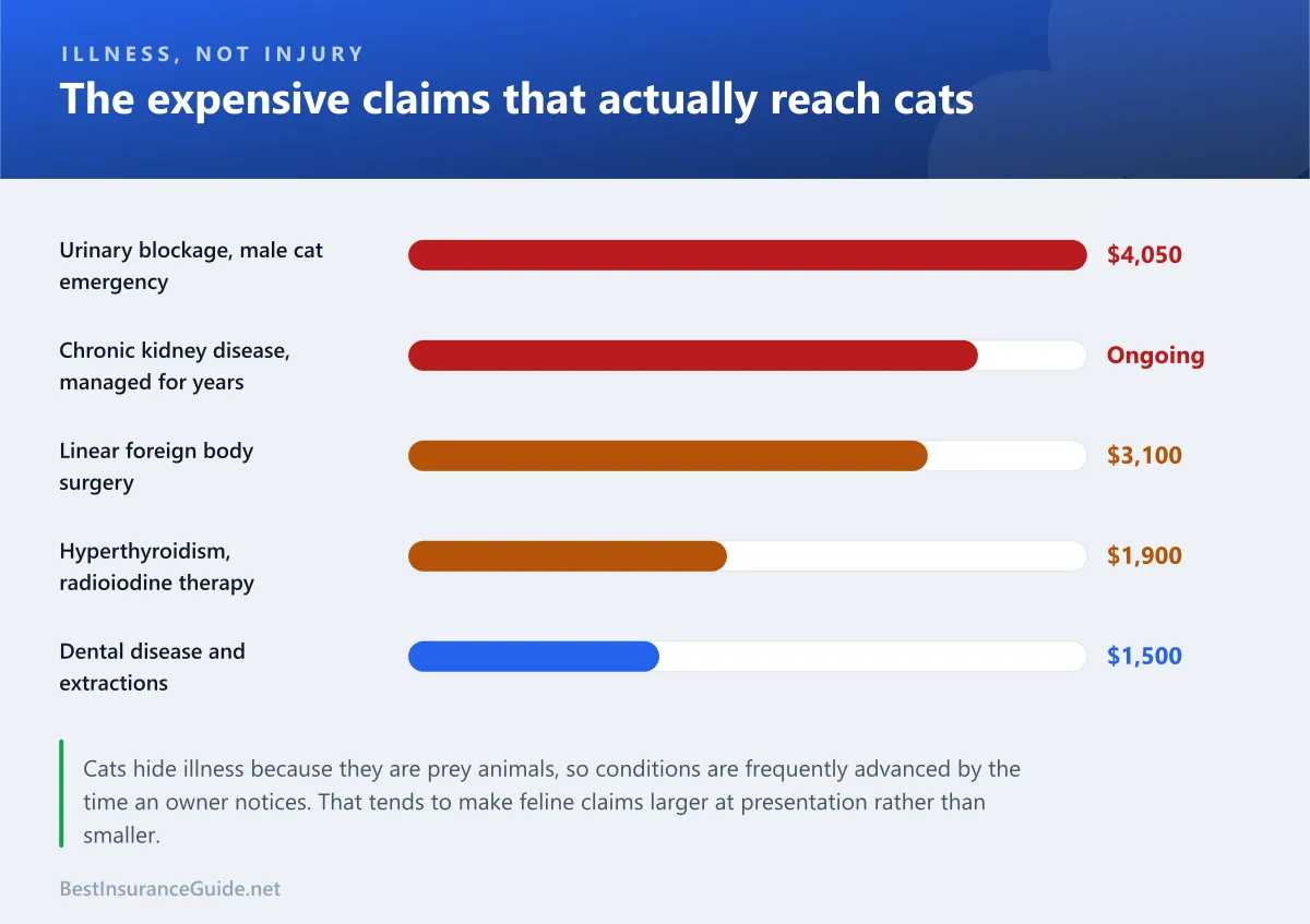 Bar chart showing the most expensive common cat insurance claims, from urinary blockage through chronic kidney disease to dental and cancer treatment