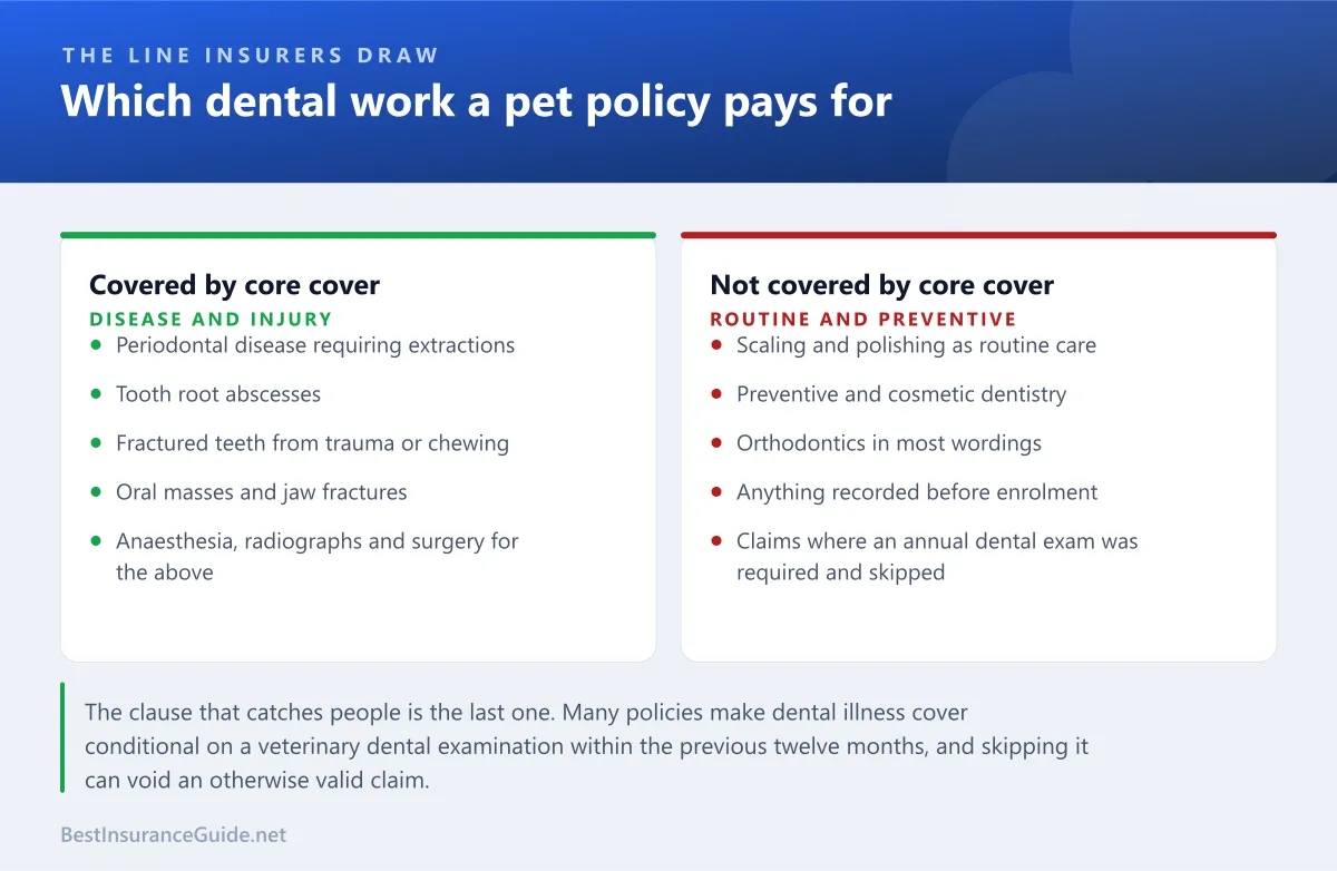 Comparison panel showing which dental work a core pet policy covers and which sits under a wellness add-on or is excluded entirely