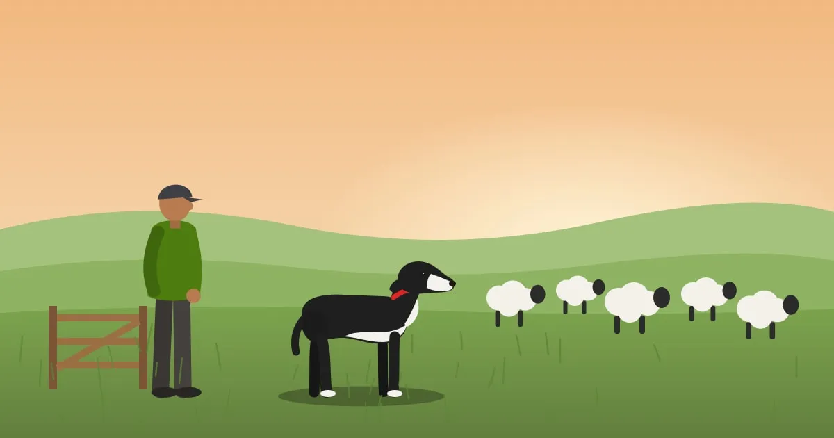 Illustration of a border collie herding sheep on a green hillside while its handler watches from a gate