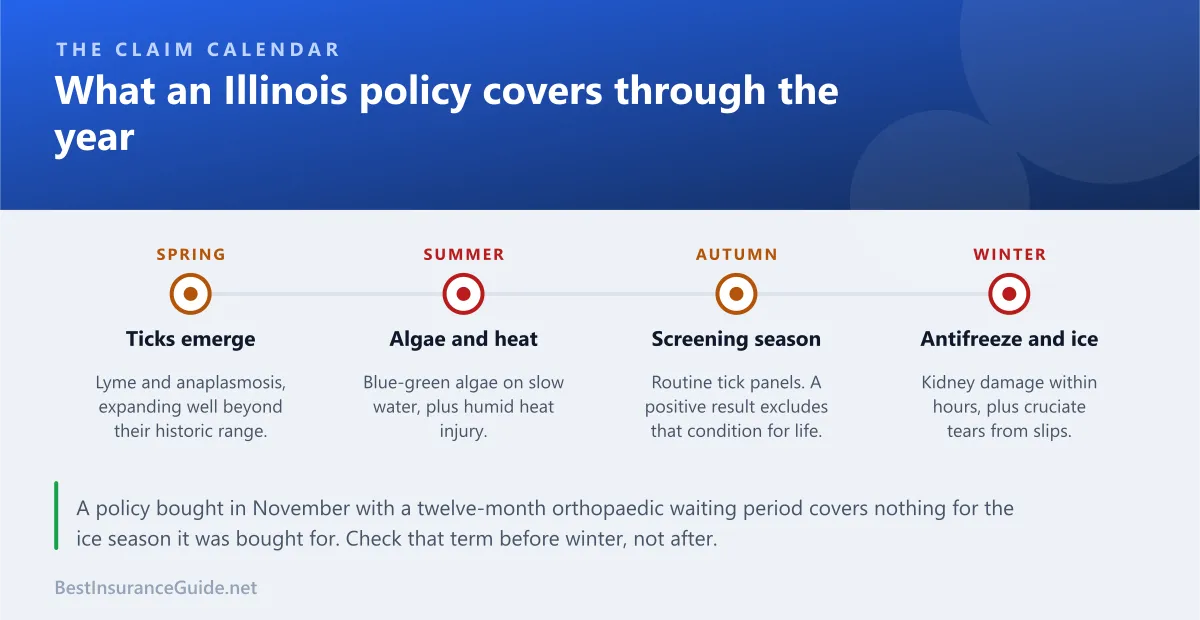 Timeline showing how Illinois pet insurance claims shift across spring ticks, summer algae, autumn screening and winter antifreeze and ice injuries