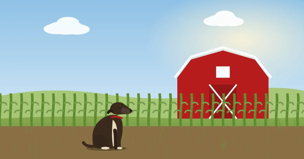 Illustration of a farm dog sitting beside a red barn and tall green cornfields