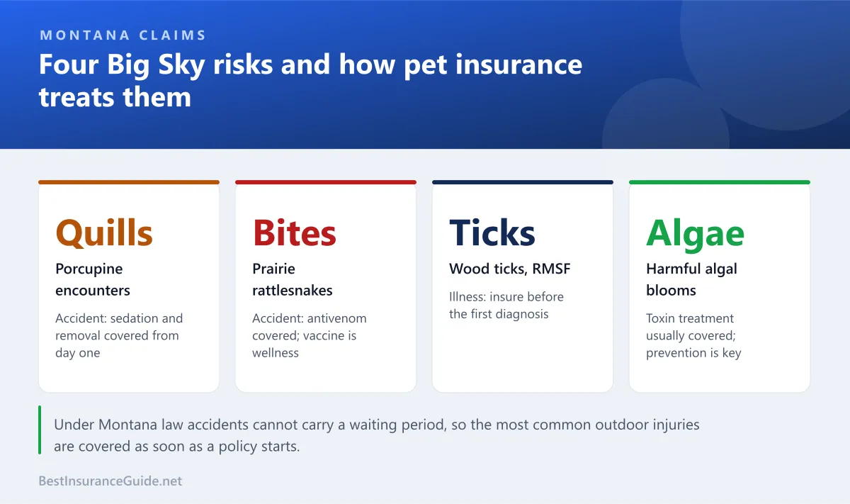 Four Montana-specific pet risks and how pet insurance treats each one: porcupine quills, rattlesnakes, ticks and harmful algal blooms