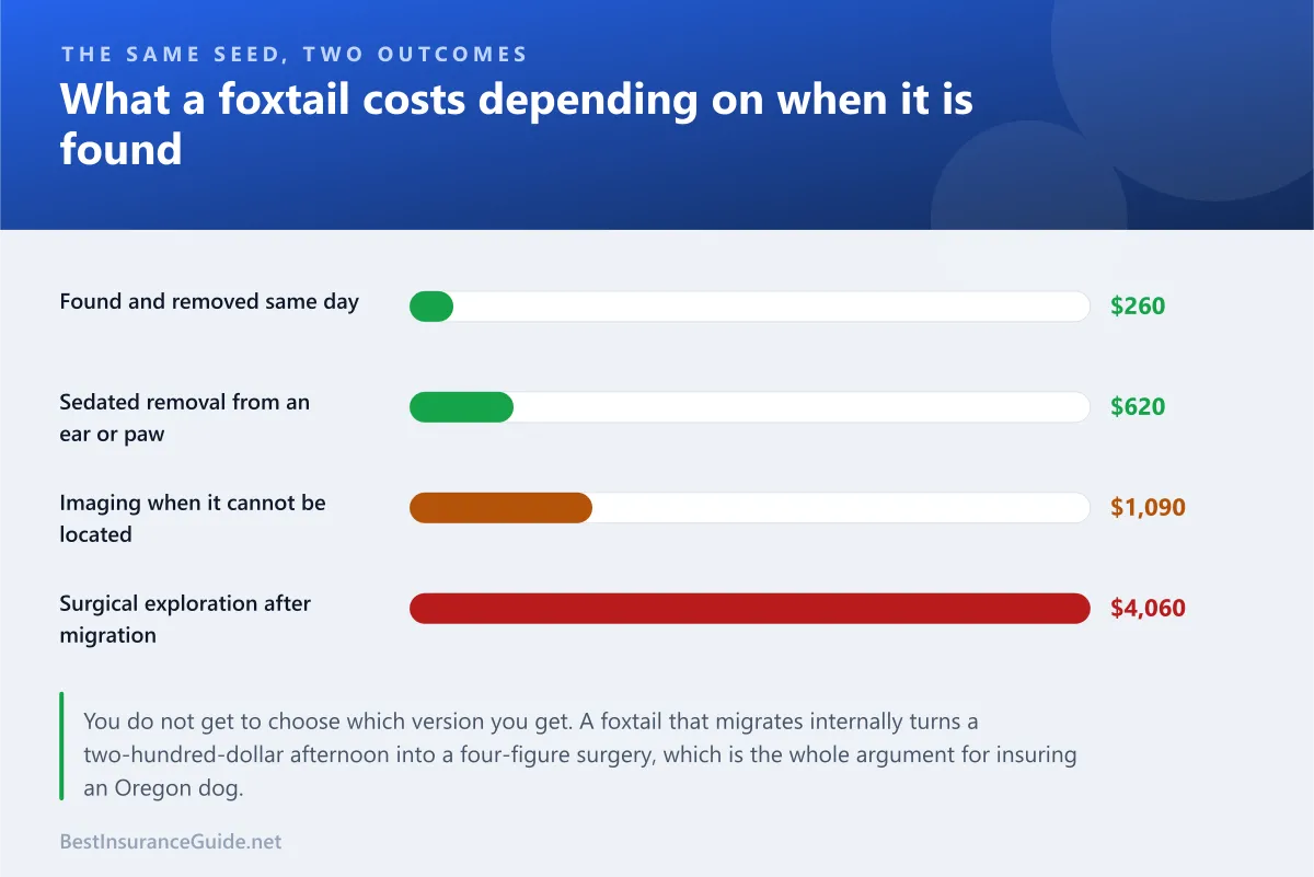 Bar chart comparing what a foxtail costs when found the same day against surgical removal after it has migrated