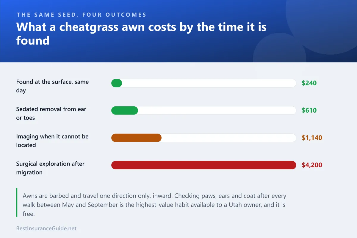 Bar chart comparing what a cheatgrass awn costs when found the same day against surgical exploration after it has migrated internally
