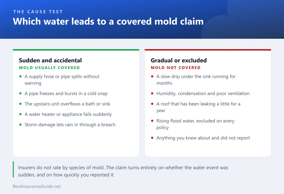 Comparison panel showing which sources of water lead to covered mold claims and which are excluded as gradual damage or maintenance