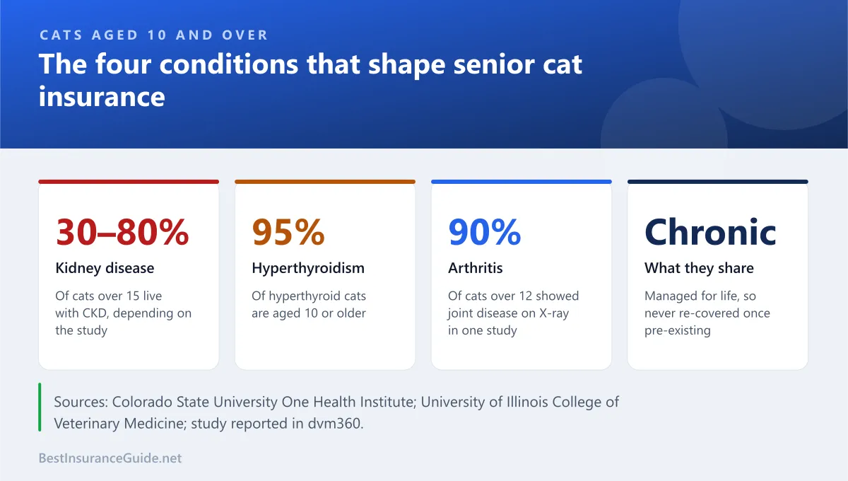 The four conditions most common in senior cats, with how often each occurs according to veterinary research