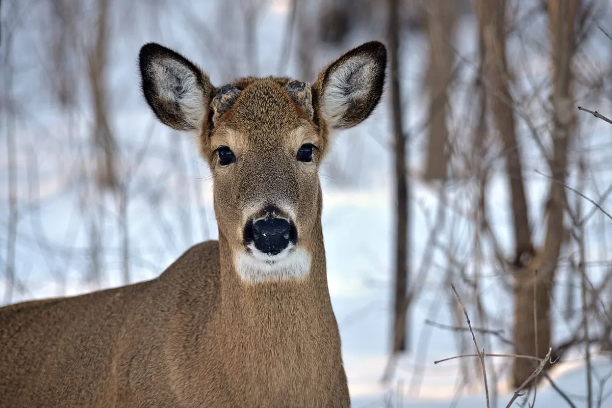 A white-tailed deer standing among bare trees in winter